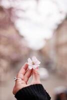 Hand holding the blooming flower with blooming trees background Petrin Prague photo