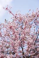 el hermosa primavera flores floreciente en el jardín en primavera foto