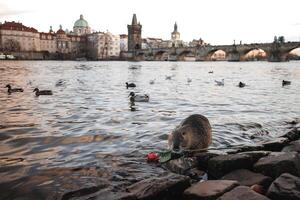 nutria participación un Rosa en el antecedentes de el Charles puente cerca el Vltava río en Praga foto