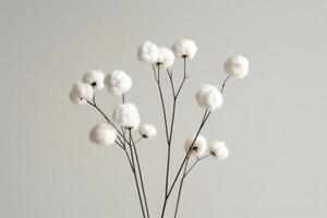 A bunch of white cotton flowers are arranged in a vase photo