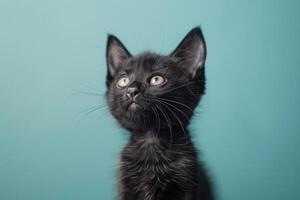 Sleek Black Kitten Perched Against Pale Turquoise Background photo