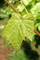 Landscapes and details of beautiful vineyard in southern Brazil photo