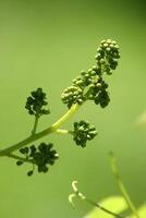 Landscapes and details of beautiful vineyard in southern Brazil photo