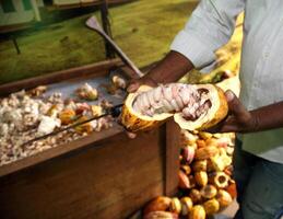 farmer's hands with open cocoa showing showing the fruit and its beans photo