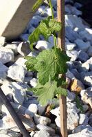 Landscapes and details of beautiful vineyard in southern Brazil photo