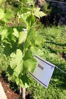 Landscapes and details of beautiful vineyard in southern Brazil photo