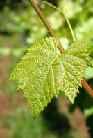 Landscapes and details of beautiful vineyard in southern Brazil photo