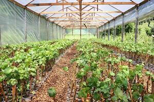 Landscapes and details of beautiful vineyard in southern Brazil photo