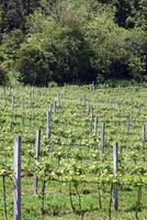 Landscapes and details of beautiful vineyard in southern Brazil photo