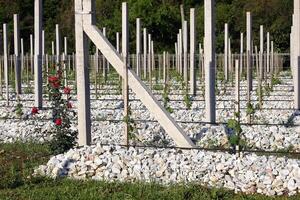 Landscapes and details of beautiful vineyard in southern Brazil photo