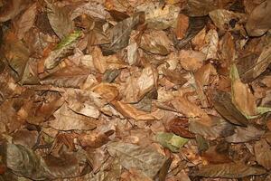 cocoa leaves scattered on the ground photo