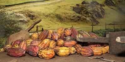 cocoa fruits on the wooden floor photo