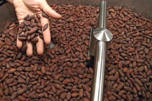 hands showing dry cocoa beans photo