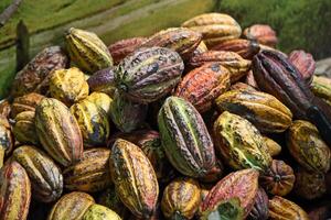 baskets filled with whole cocoa fruit photo