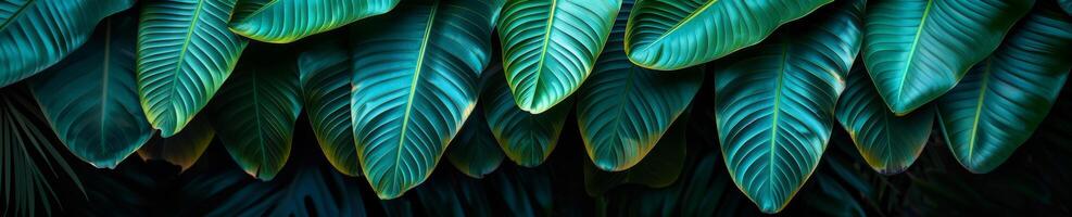 A close up of green leaves with a dark background photo