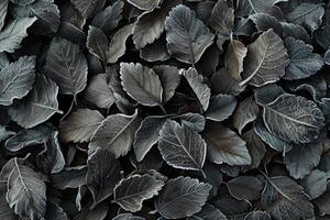 A close up of a leafy plant with frosty leaves photo