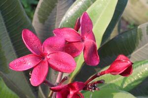 Red frangipani flower plant on nursery photo