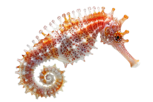 seahorse on transparent background png