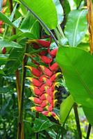 heliconia, hermosa flor de cerca en el jardín foto