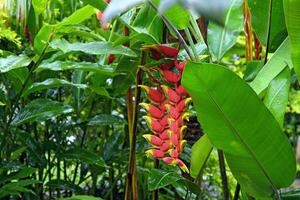 heliconia, hermosa flor de cerca en el jardín foto