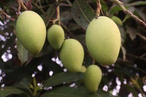 Mango on tree in farm for sell photo