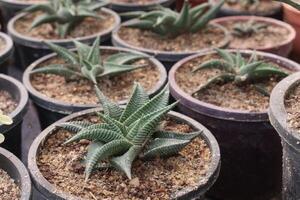 Haworthiopsis limifolia plant on pot photo