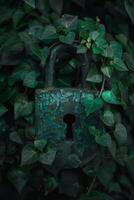 A green lock with a keyhole is hanging from a vine photo