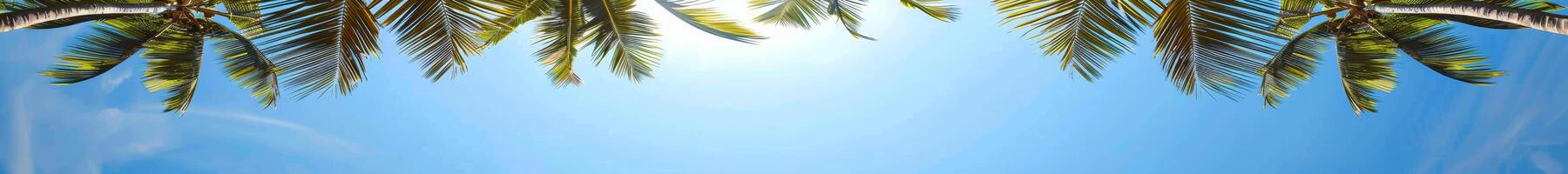 Tropical Palm Trees Framing Blue Sky in Summer photo