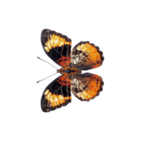 An orange beauty butterfly png