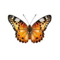 Specimen of realistic colorful butterfly with science png