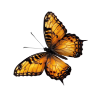 hermosa mariposa imagen png