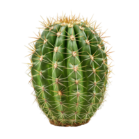 cactus in een pot png