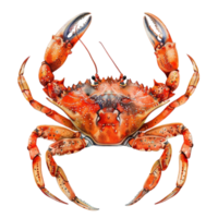 Noël île rouge Crabe png