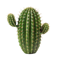 Frais épineux cactus png