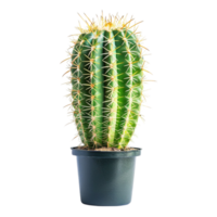 The Fresh prickly png