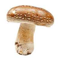 champignons fêtes élevant votre cuisine avec Créatif champignon recettes png