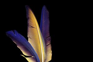 colorful bird feathers on black background photo