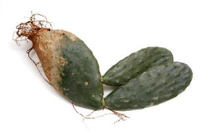palmera, delicioso brasileño vegetal extensamente usado en Cocinando foto