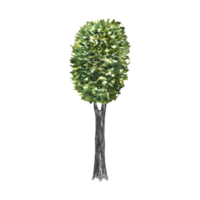 albero. fatti a mano acquerello illustrazione con un' verde albero su il lato. per disegno paesaggio e architettura, ambientale e giardino elementi, e botanico elementi per il sezione. png