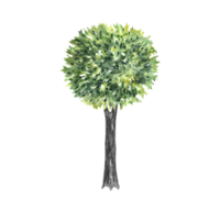 Tree. Hand-made watercolor illustration with a green tree on the side. For drawing landscape and architecture, environmental and garden elements, and botanical elements for the section. png