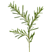 Rosemary sprigs spinning in a spiral of fragrant mist Salvia rosmarinus Food and Culinary concept png