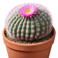 Mammillaria small clustered cactus with white spines and pink flowers in a terracotta pot Mammillaria png