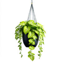 pothos Neon- nachlaufend Pflanze mit hell Chartreuse Blätter im ein modern schwarz Keramik hängend Pflanzer png