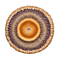 séché champignon mandala un umami circulaire conception de séché champignons avec poudre saupoudrage et vapeur png