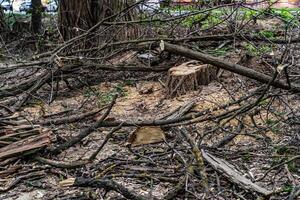 Outdoor damaged unprooted tree laying on the ground. Destroyed tree branches on the ground. photo