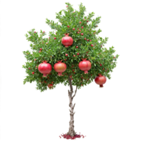 Pomegranate Tree glossy green leaves and bright red fruits with a crown like top Punica png