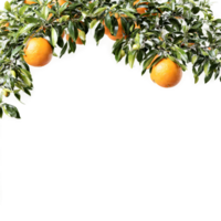 orange träd frodig grön lövverk och vibrerande orange frukt på de grenar citrus- sinensis slutlig png