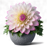 Dahlia large pink and white blooms in a gray stone planter with intricate petal patterns png