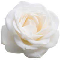 white rose, illustration png