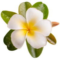 Frangipani flowers, illustration png